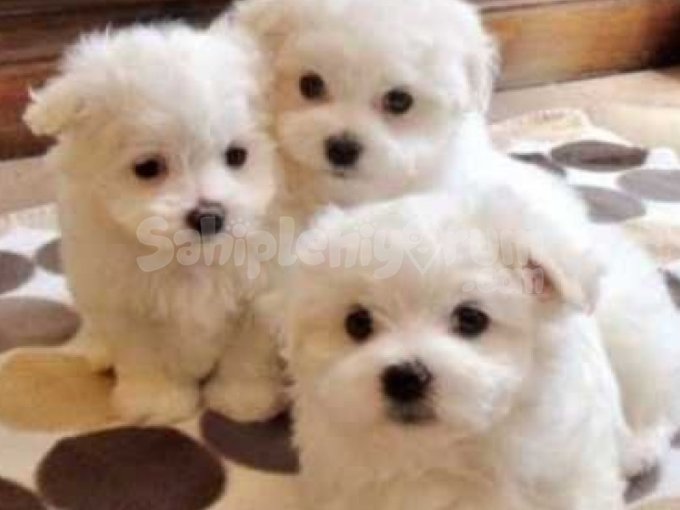 Maltese Terrier Sıfır Numara Yavrularım