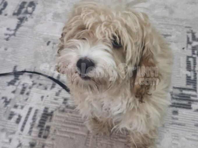 4.5 Aylık Maltese Terrier Yavrumuz