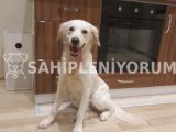 Sevgi Dolu bir Köpek | Zorunluluktan sahiplendiriyorum