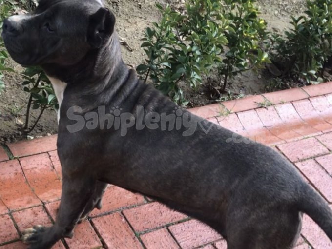6 Aylık Dişi Estetikli Cane Corsa