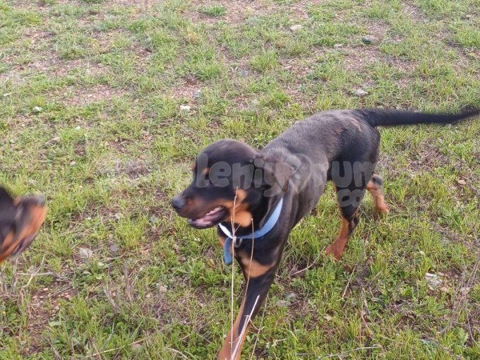 Ücretsiz Rot 1 Yaşında Dişi