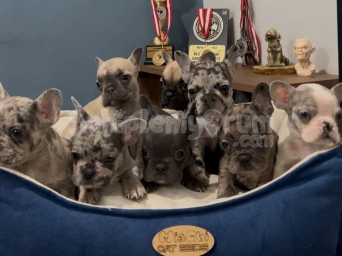 Safkan Egzotik French Bulldog Yavrularımız 45 Günlük