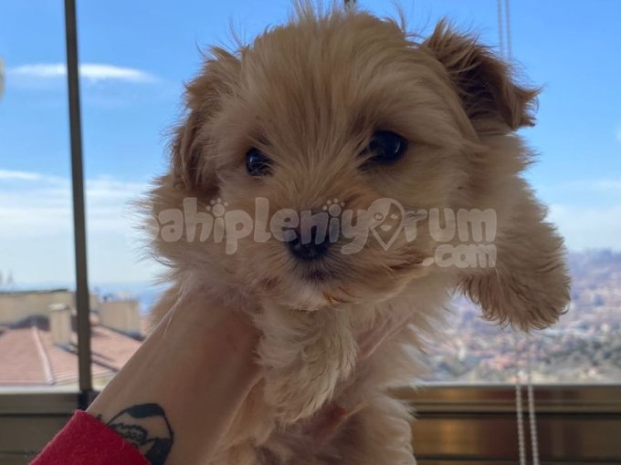 Maltipoo Yavrularımız Evinizin Neşesi Olacaktır