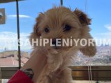 Maltipoo yavrularımız evinizin neşesi olacaktır