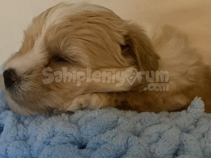 2 Buçuk Aylık Toy Poodle Yavru Acil Yuva