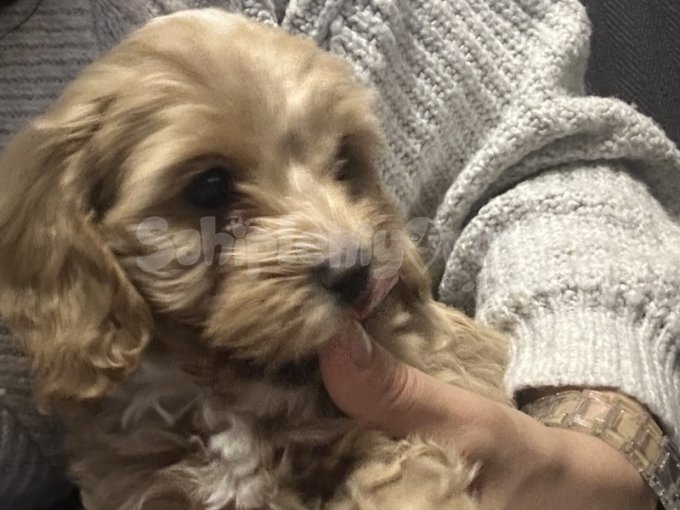 Maltipoo Bebekler