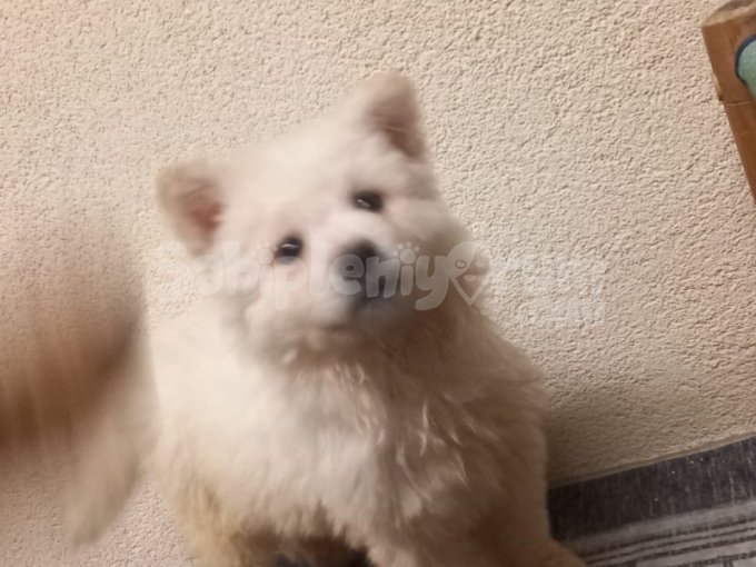 Haylaz Yeni Yuva Arıyor