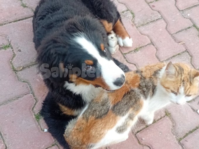 Safkan Cok Guzel Bernese Yavrusu Dişi 3 Aylık