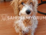 5 aylık erkek maltipoo