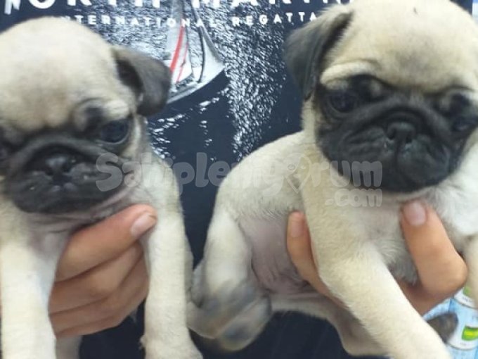 Pug Mops Safkan Yavrular