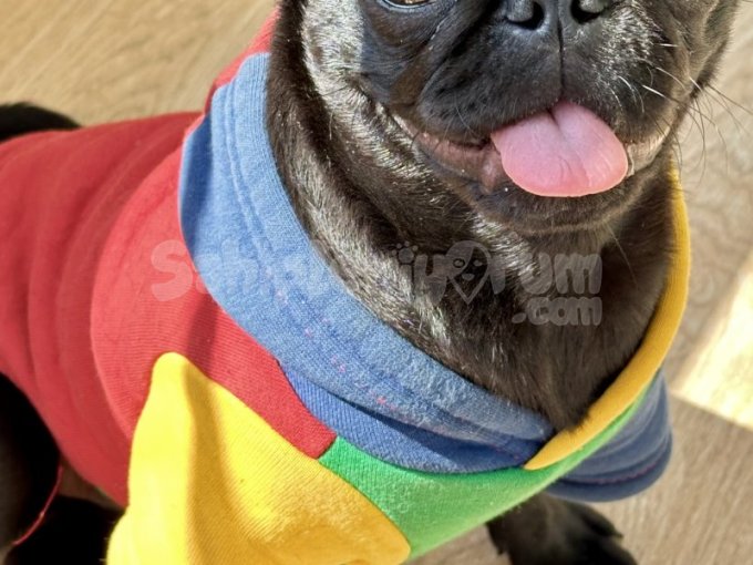 6 Aylık Pug Kızımı Sahiplendiriyoruz