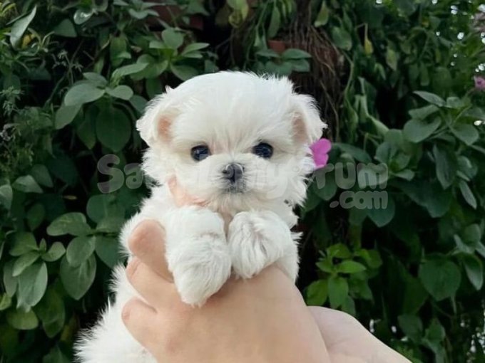 Tüm Şehirlere Uygun Teacup Maltese Yavruları | Aşılı ve Evde Büyüyen