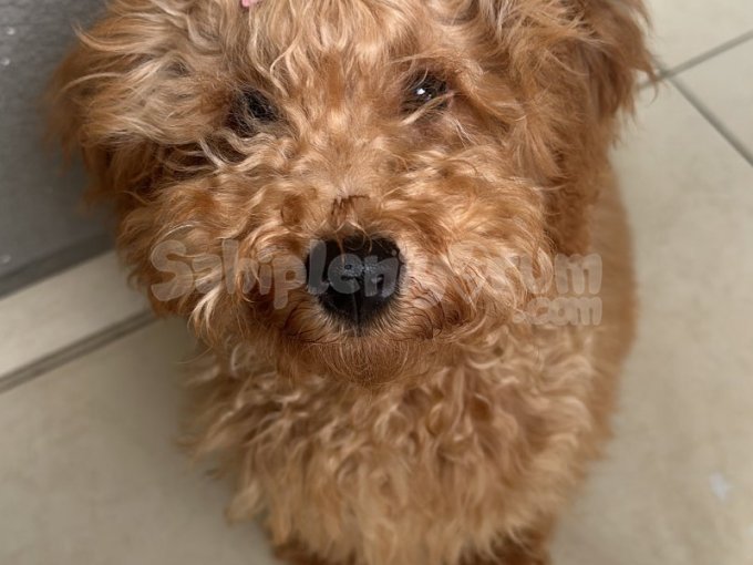 6 Aylık Toy Poodle Oğlum