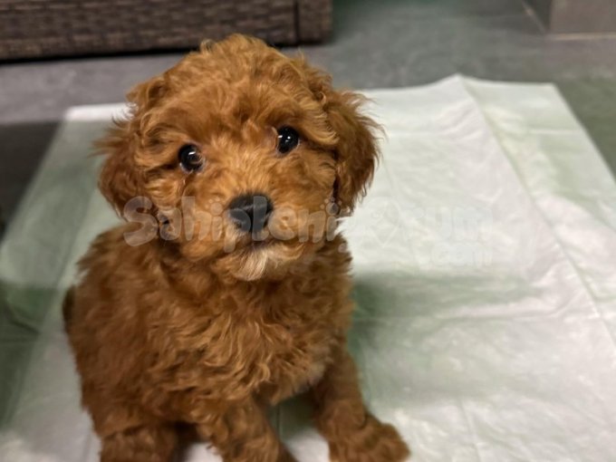 3 Aylık Poodle Yavrusu