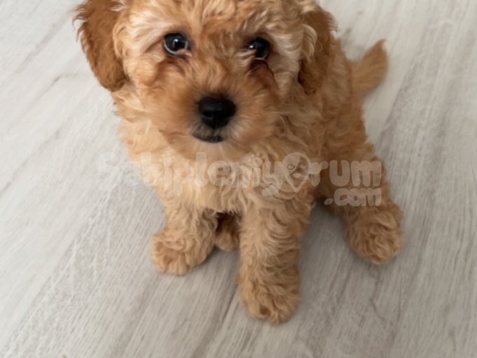 Toy Poodle Güzel Kızım