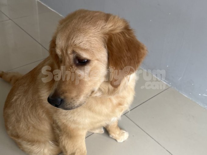 7 Aylık Golden Retriever İstanbul içi sahiplendirmek istiyoruz