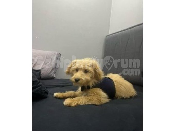 6 Aylık Maltipoo