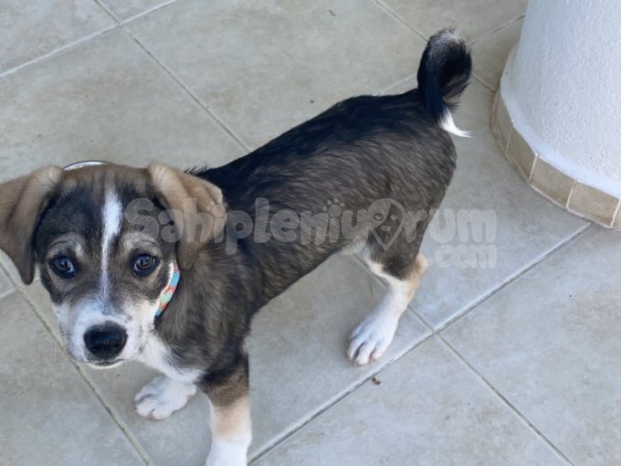Beagle Kırması Oyuncu Yavru