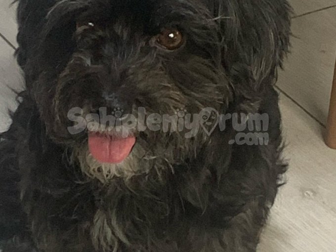 1,5 yaşında olan Maltese Terrier cinsi Dişi Köpeğimiz verilecektir.
