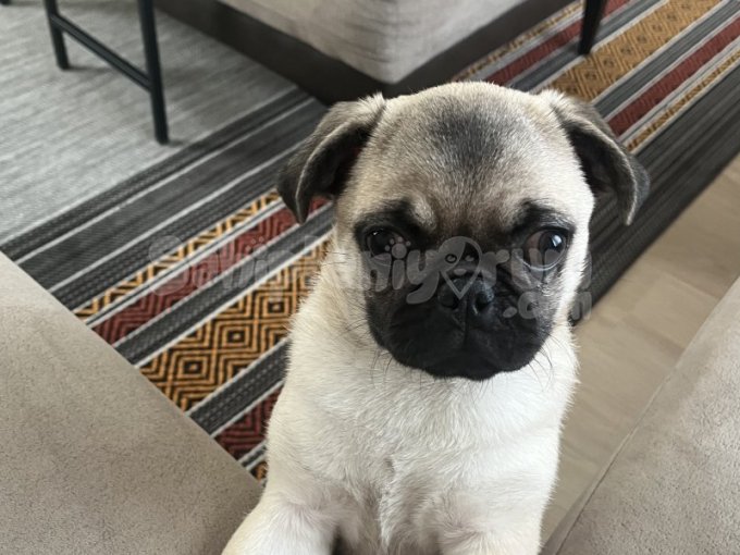 3.5 Aylık Dişi Pug