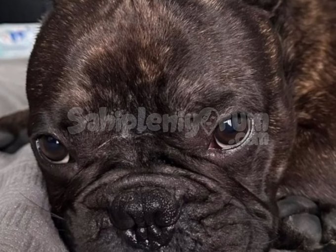 French Bulldog Cinsi 8 Aylık Oyuncu ve Tuvalet eğitimli Köpeğimiz.
