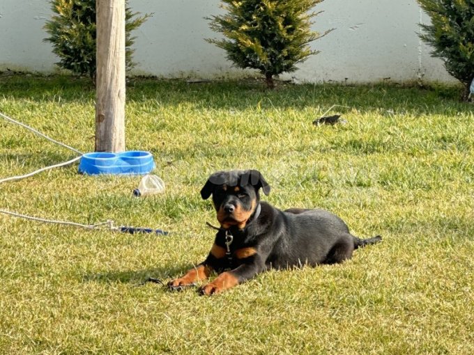 Tüm Aşıları Tam 6 Aylık Erkek Safkan Rottweiller