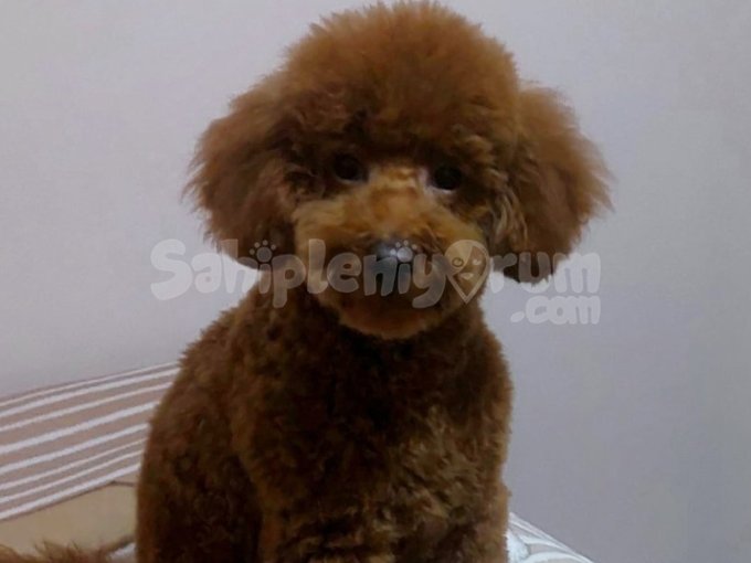 6 Aylık Toy Poodle