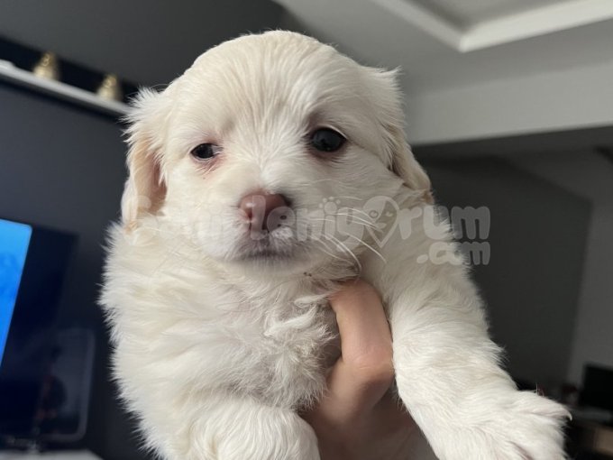 Maltese Terrier 2 Aylık Yavru