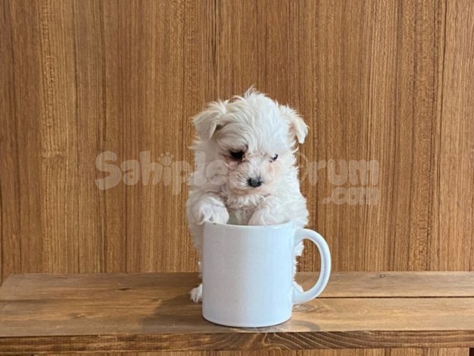 Safkan Teacup Maltese Terrier | Ev Doğumu, Eğitimli, Tüm Şehirlere Teslim