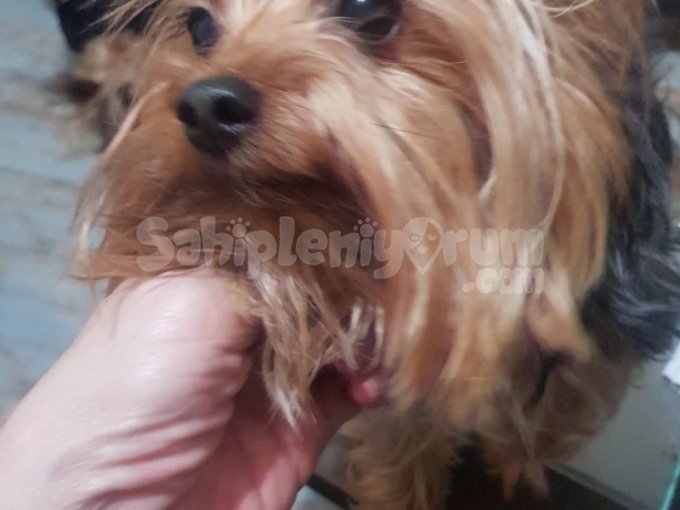 3  Ve 4 Yaşında Fci/Kif Üretim Izinli Erkek Yorkie