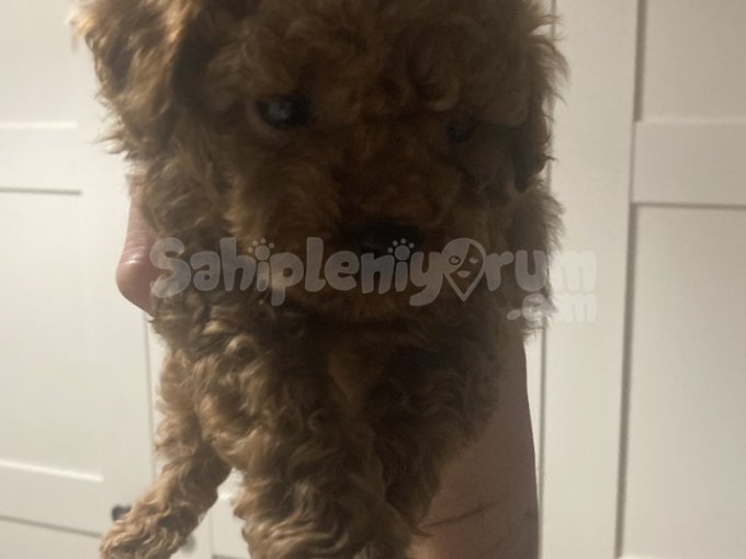 2 Aylık Kore Poodle