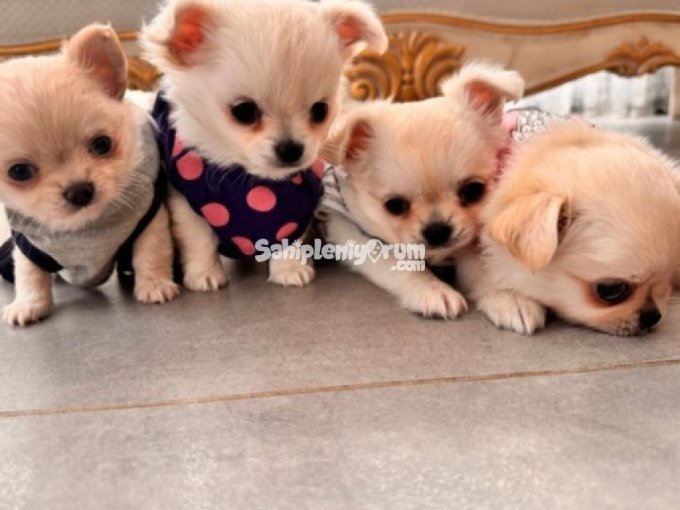 2 Aylık Teacup Sevimli Ve Eğitimli Chihuahua Yavrular