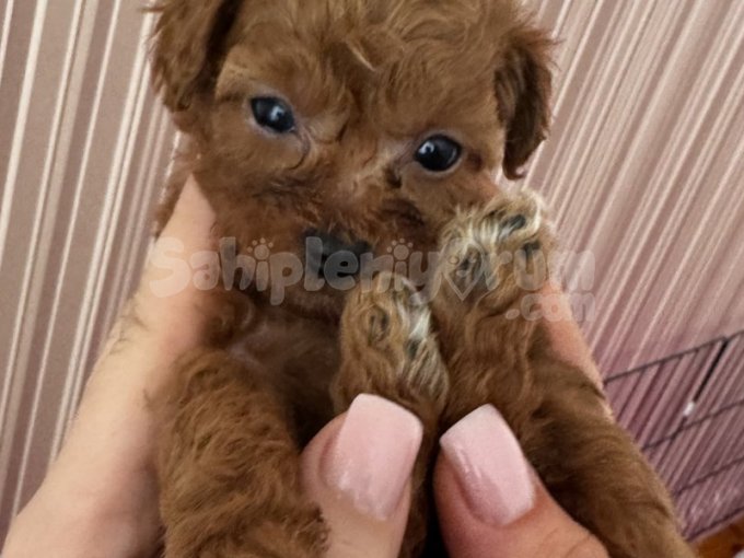 Safkan Toy Poodle