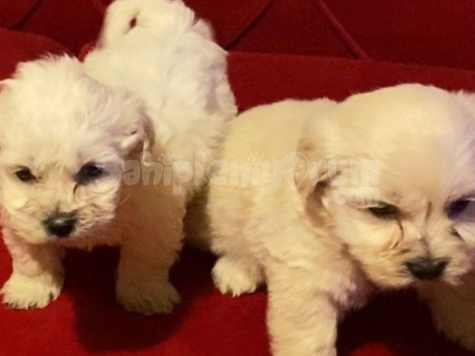 Topaç Gibi Maltipoo Bebeklerimiz