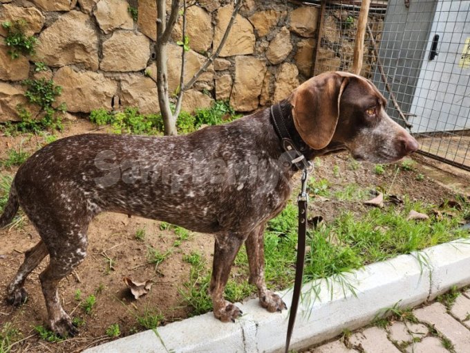 6 Yaşında Aşılı Safkan Alman Pointer Irkı Doberban Köpeğimiz
