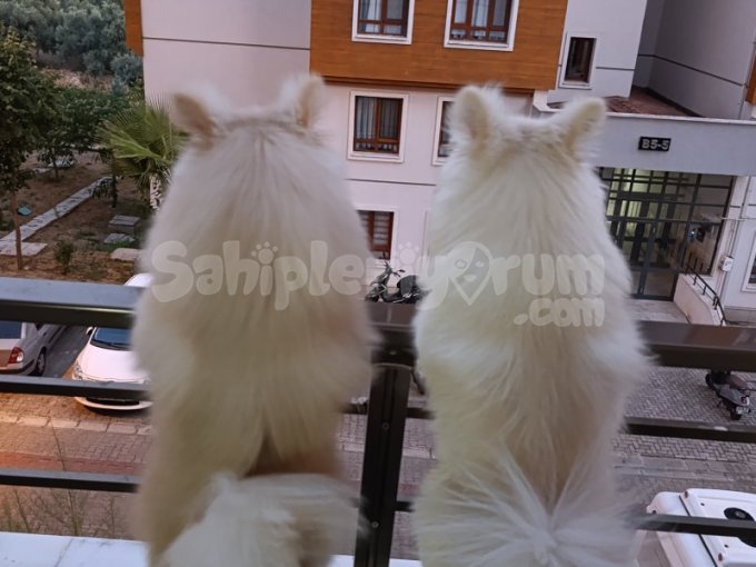 2 Adet Mevcut