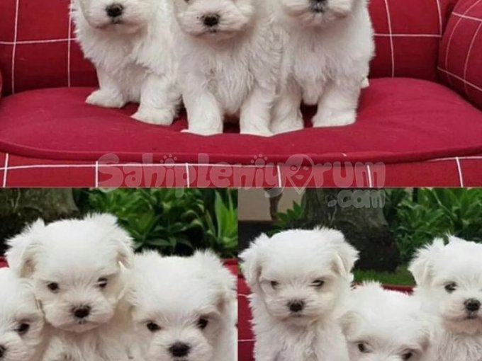 A Kalite Maltese Terrier Yavrularımız