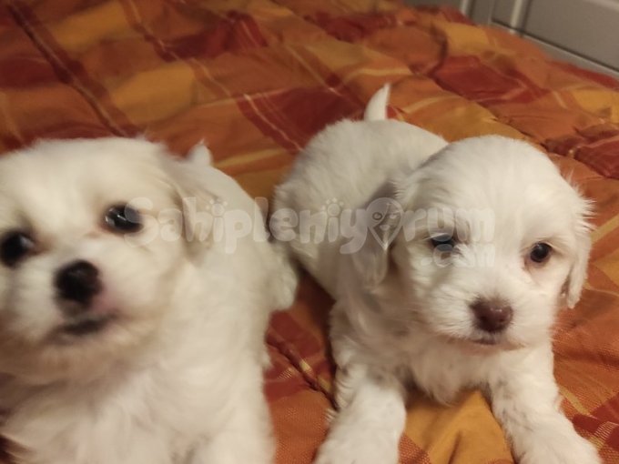 A Kalite Maltese Terrier Yavrularımız
