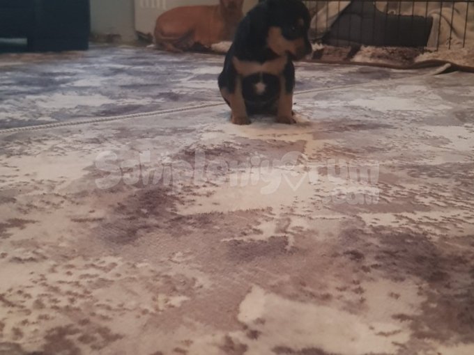 Minyatür Pinscher