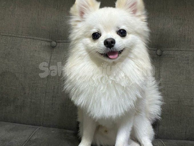 1 Yaşında Pomerinian