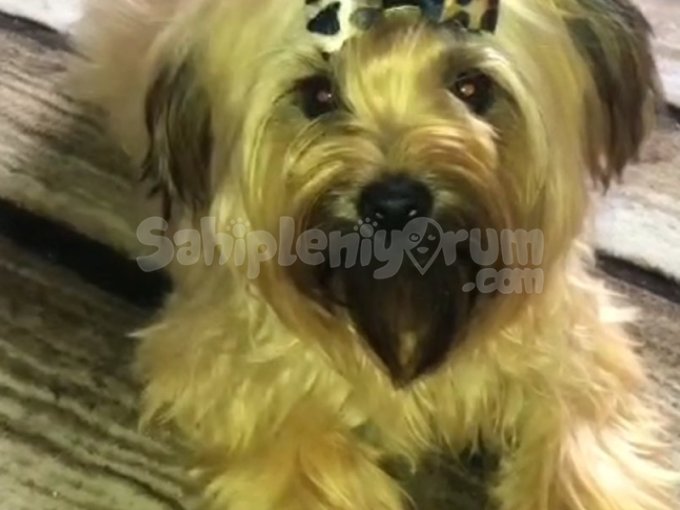 Sevimli Morkie