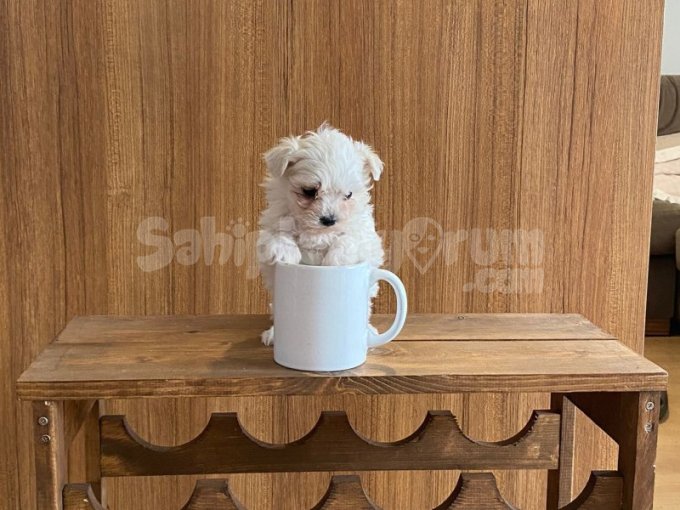 Teacup Maltese Yavruları | Aşılı, Tüy Dökmez ve Evde Doğmuş
