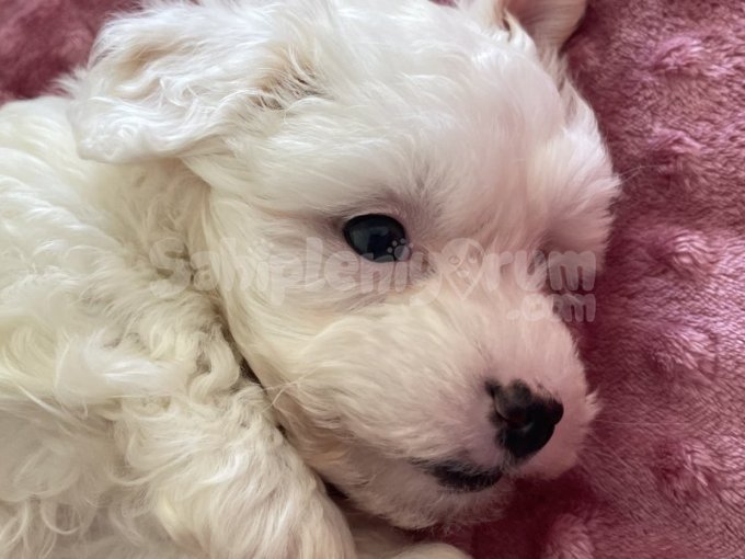 2,5 Aylık Malrese Terrier