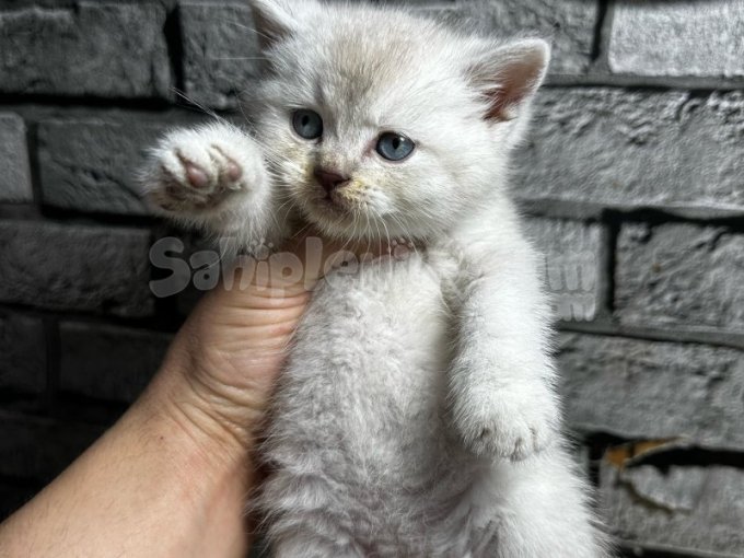 British Shorthair Erkek Lyxn Point Erkek