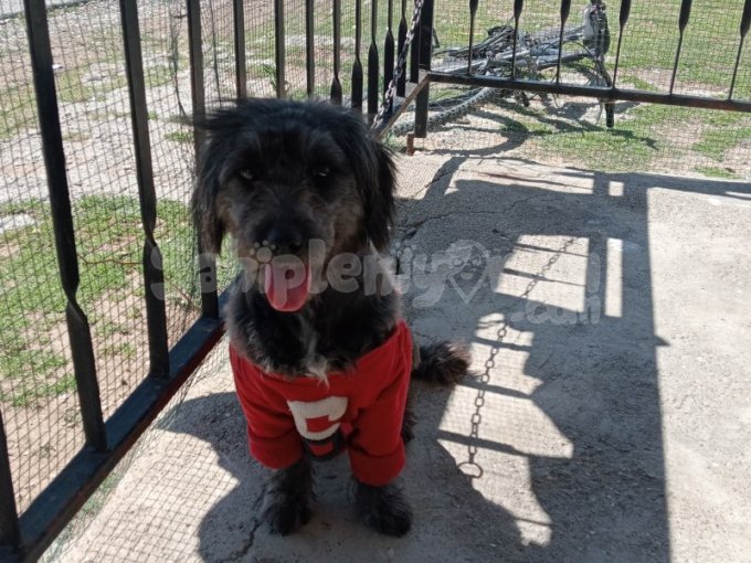 Buffy Ev Arıyor