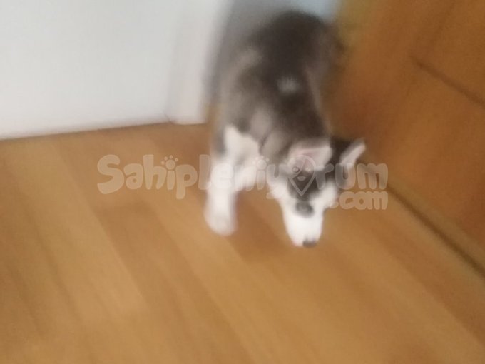 2.5 Aylık Husky