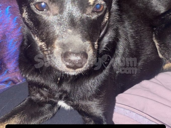 Patterdale Terrier  Erkek  7-8 Aylık