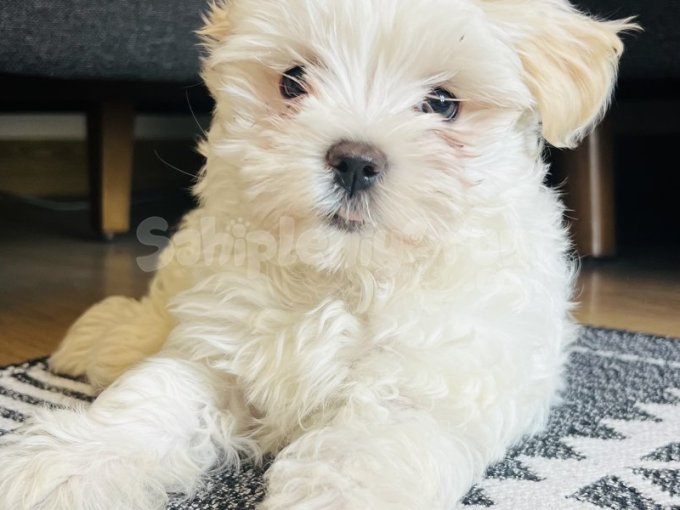 Maltese