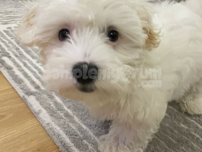 3 Aylık Maltese Terrier