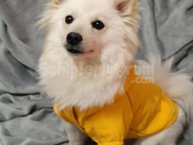 Pomerian Boo